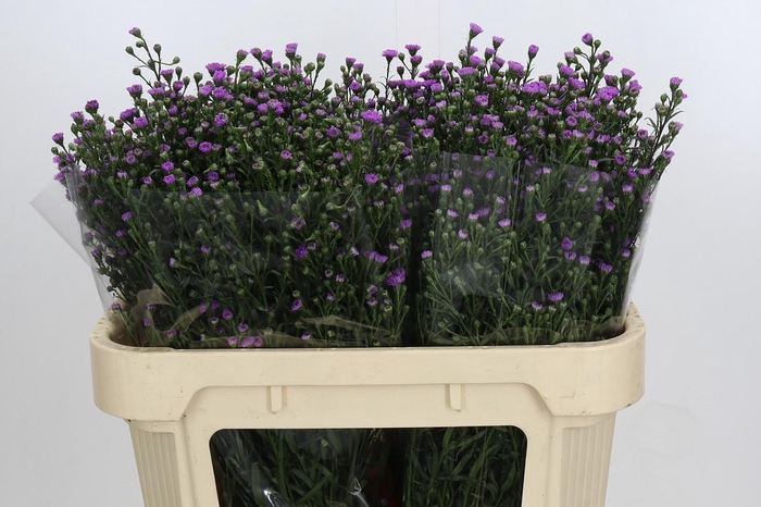 Aster Baby Pink
