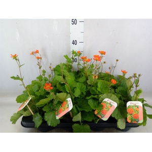 Geum coccineum 'Tosai'