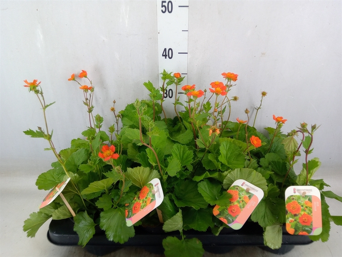 <h4>Geum coccineum 'Tosai'</h4>