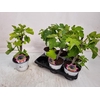 arr8 Ficus Carica
