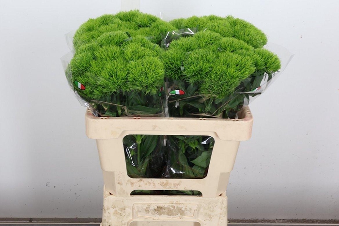 <h4>Di Barb Kiwi Mellow</h4>