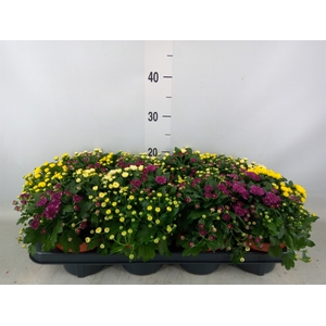 Chrysanthemum  'Rosanna Car'  ..mix