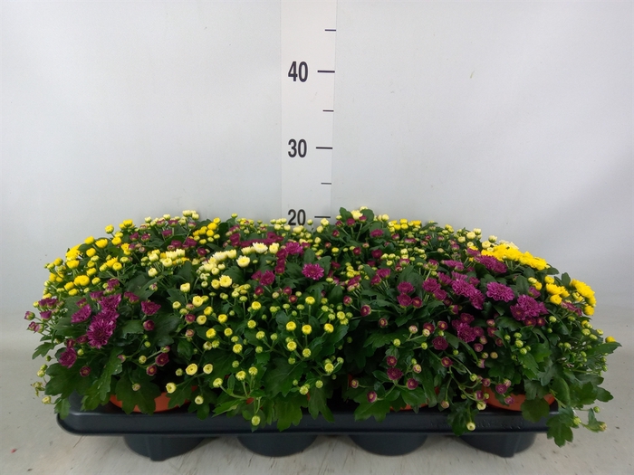<h4>Chrysanthemum  'Rosanna Car'  ..mix</h4>