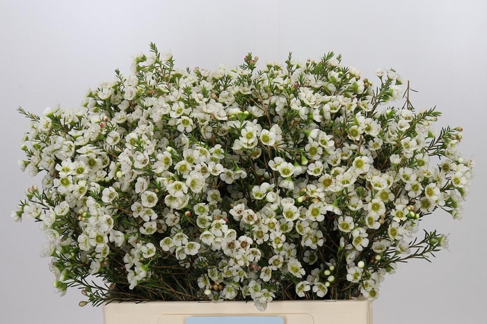 <h4>Chamelaucium Sirius</h4>