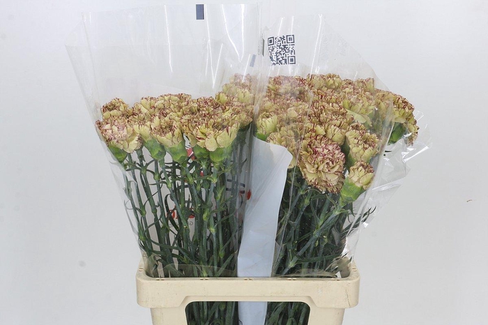 <h4>Dianthus St Viper</h4>