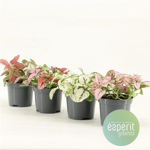 Hypoestes Mix 2-3 srt.