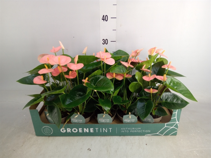 <h4>Anthurium andr. 'Spirit'</h4>