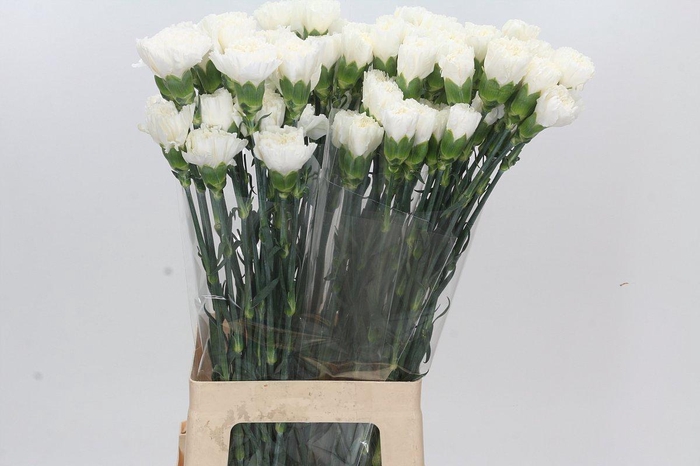 <h4>Dianthus St Moonlight</h4>