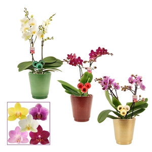 Phalaenopsis multiflora 2 tak mix in Mariah met kerstballen bijs