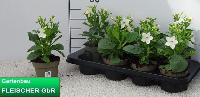 arr8 Nicotiana Ov White
