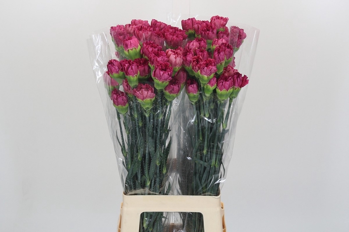<h4>Dianthus St Bernard</h4>