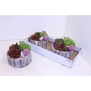 ARR SEMPERVIVUM
