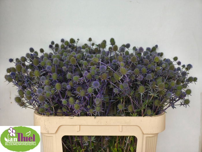 <h4>ERYN PL BLUE GLITT</h4>