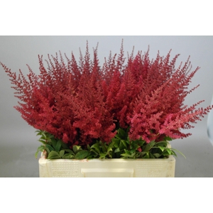 Astilbe Paul Gäarder