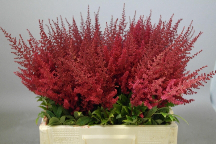 <h4>Astilbe Paul Gäarder</h4>