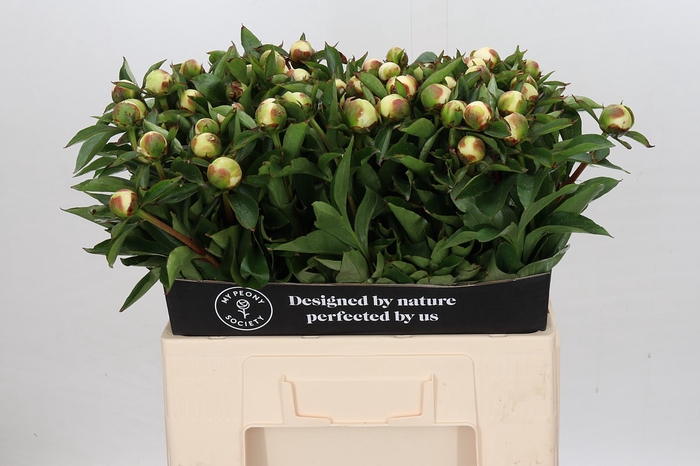 <h4>Paeonia Duchesse De Nemours</h4>