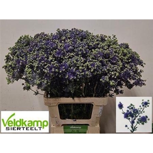 Eryngium Pl Mag Purple Star
