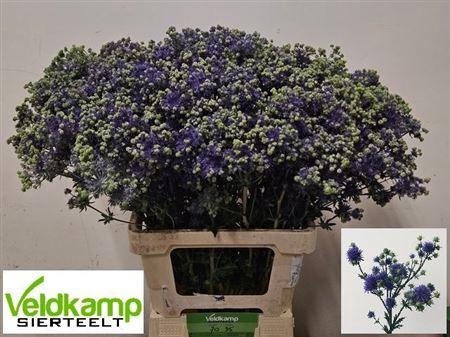 <h4>Eryngium Pl Mag Purple Star</h4>