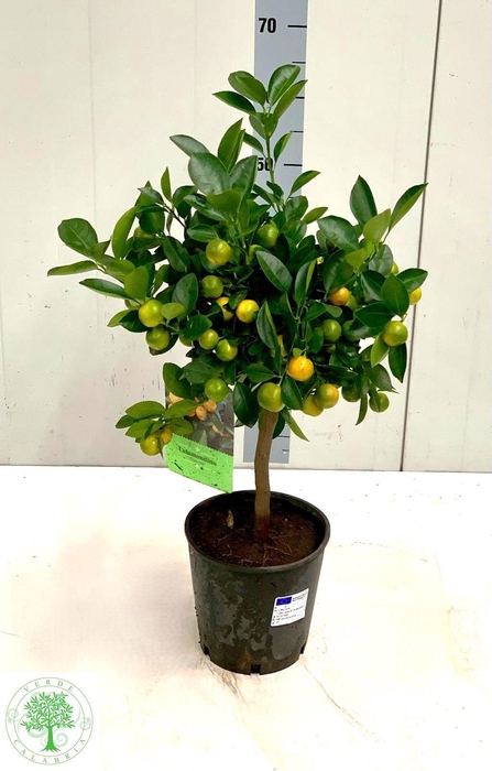 <h4>CITR MARGARITA</h4>