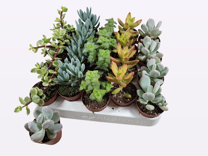 <h4>SUCC GEM 5 SRT</h4>