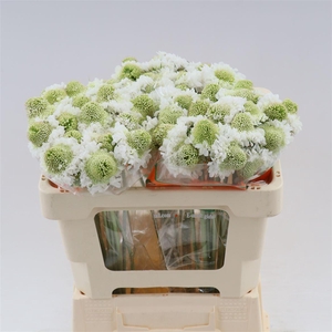 Scabiosa Focal Scoop White