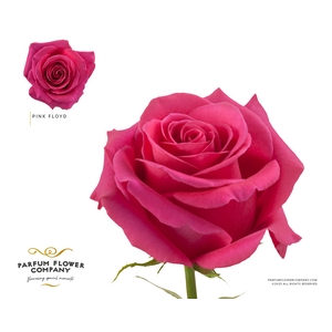 Rosa Premium Pink Floyd