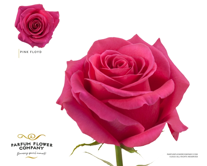 <h4>Rosa Premium Pink Floyd</h4>