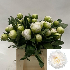 PAEO L BROTHER CHUCK