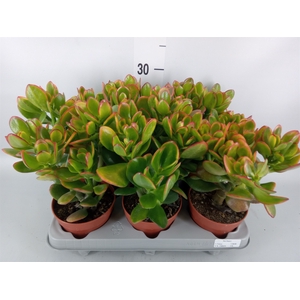 Crassula ovata 'Sunset'