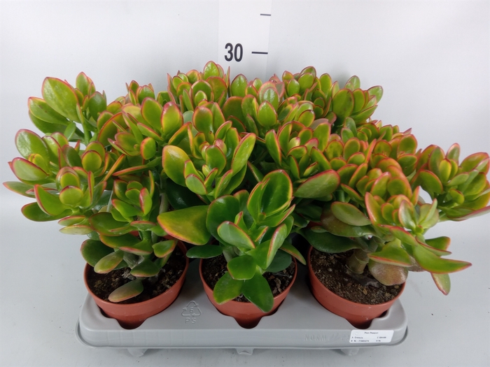 <h4>Crassula ovata 'Sunset'</h4>