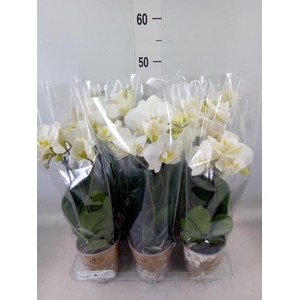 Phalaenopsis   ...white