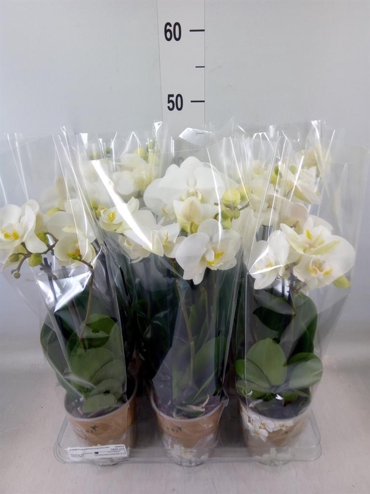<h4>Phalaenopsis ...white</h4>