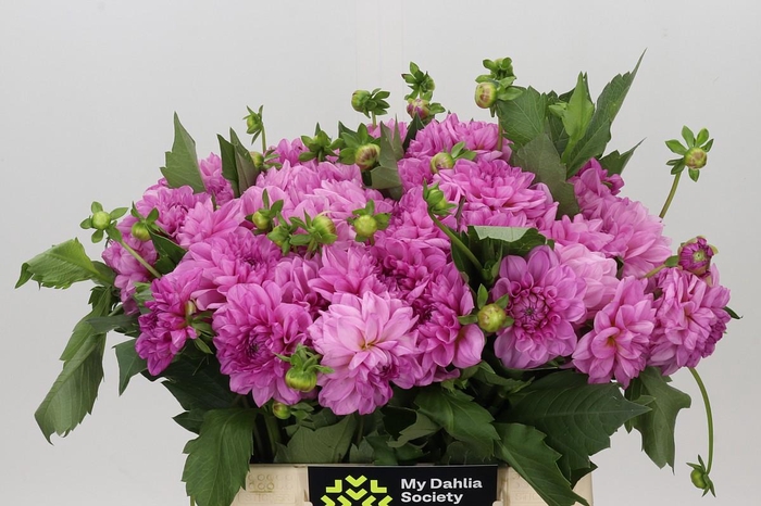 <h4>Dahlia Pink Delight</h4>