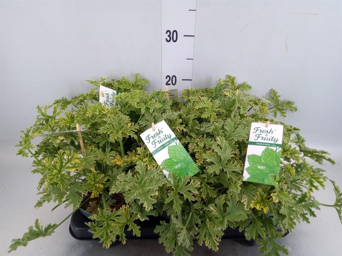 <h4>Pelargonium   ...mix smelling</h4>