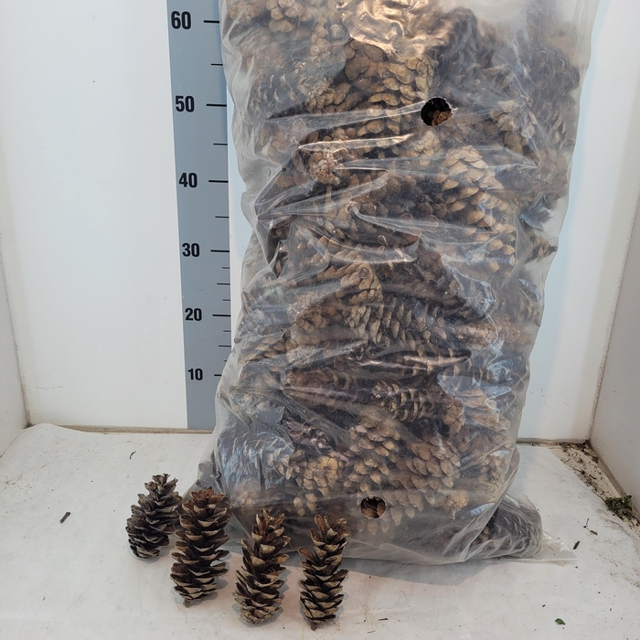 <h4>HUIS EN TUINDECO OV</h4>