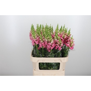Antirrhinum Po Pink