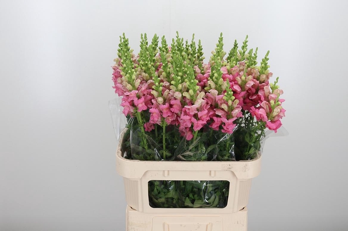 <h4>Antirrhinum Po Pink</h4>