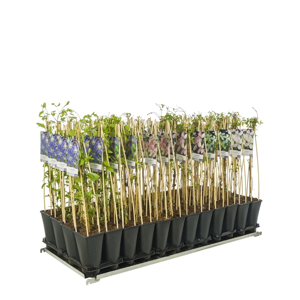 <h4>Mixshelf 50% Clematis, 50% Climbers +light label</h4>