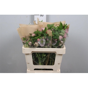 Hell Or Queens L Pink