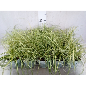 Carex hachijoensis 'Evergold'