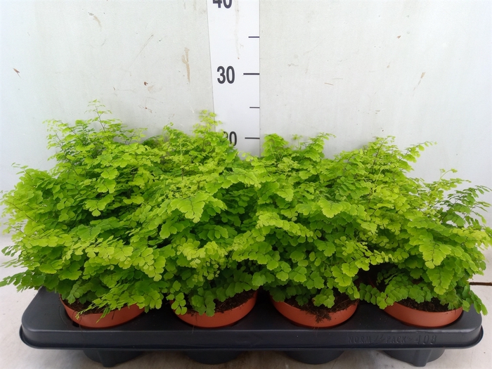 <h4>Adiantum raddi. 'Fritz-Luthi'</h4>