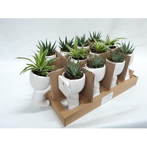 Arr.   Kamerplant Groen L%