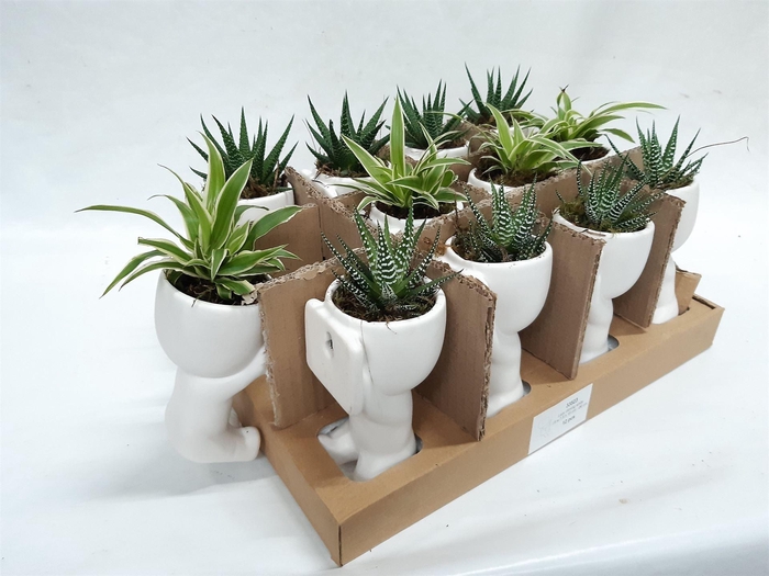 <h4>Arr. Kamerplant Groen L%</h4>