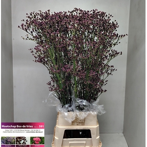 ERYNG PANDANIFOLIUM GIANT RED SURPR