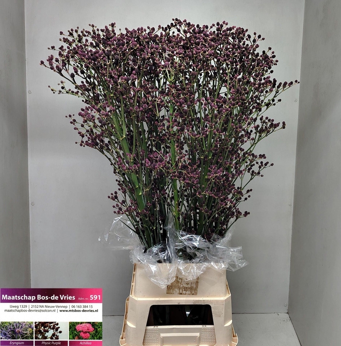 <h4>ERYNG PANDANIFOLIUM GIANT RED SURPR</h4>