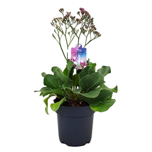 Limonium Salt Lake p17 (NL)