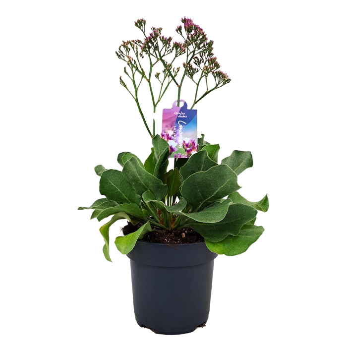 <h4>Limonium Salt Lake p17 (NL)</h4>