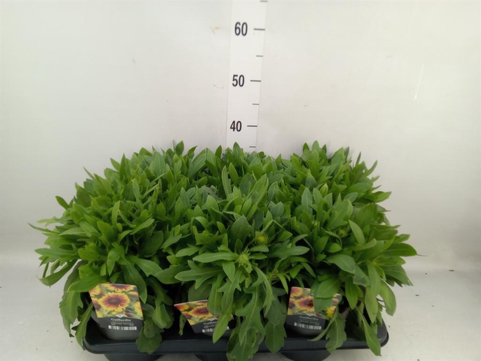 <h4>Gaillardia   ...</h4>