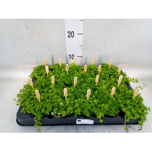 Pilea depressa