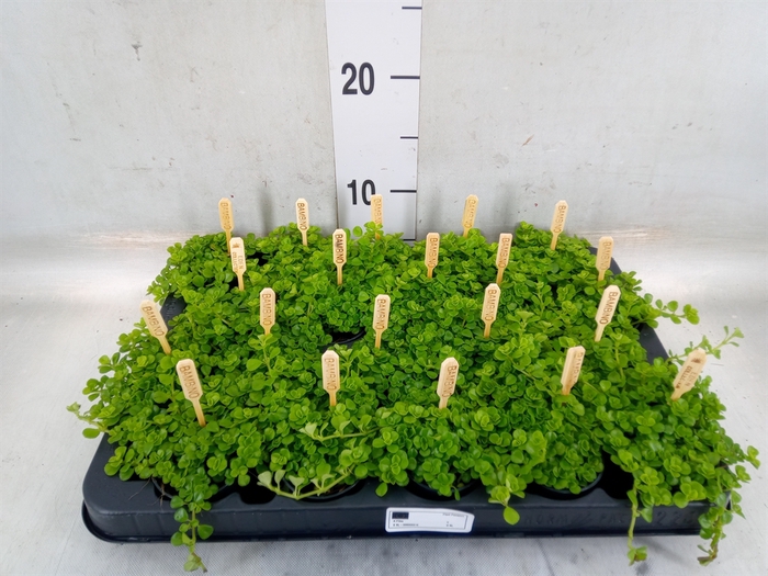 <h4>Pilea depressa</h4>